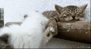 anigif_enhanced-buzz-4984-1394022193-15