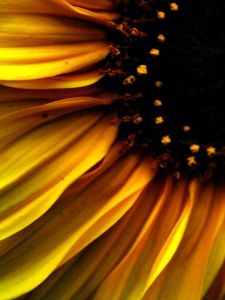 sunflower etsydotcom