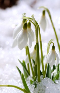 flowers snowdrops landscapingdotaboutdotcom