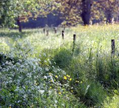 meadow _ promenade by yvan lemeur on flickr