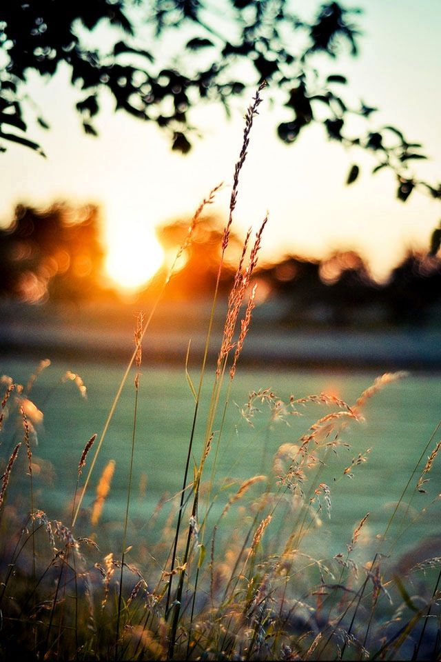 sunlight grass sinfulfolkdotcom