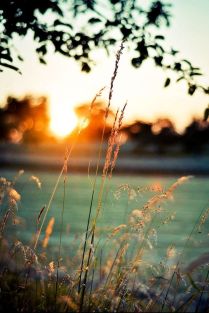 sunlight grass sinfulfolkdotcom